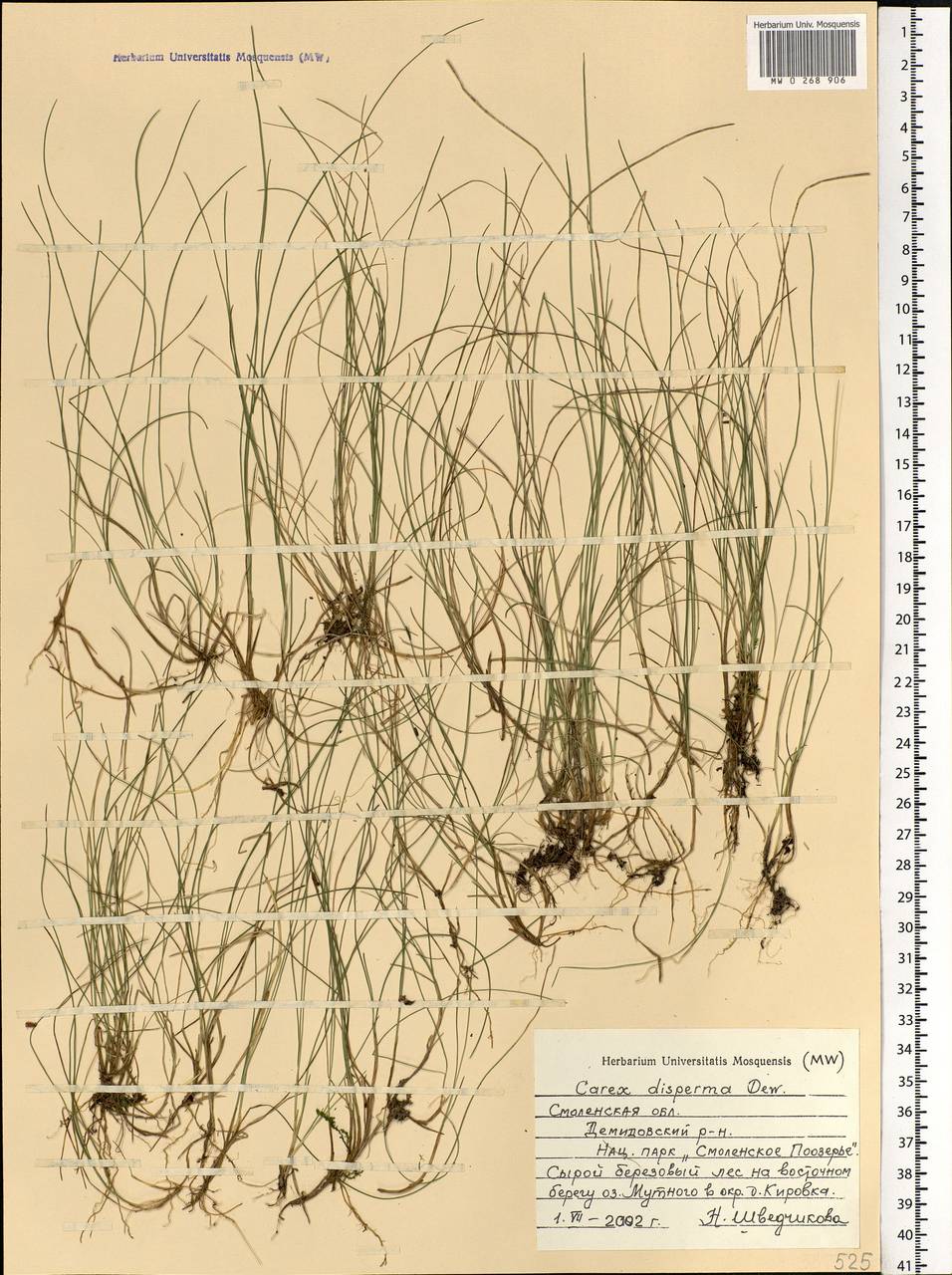 Carex disperma Dewey, Eastern Europe, Western region (E3) (Russia)