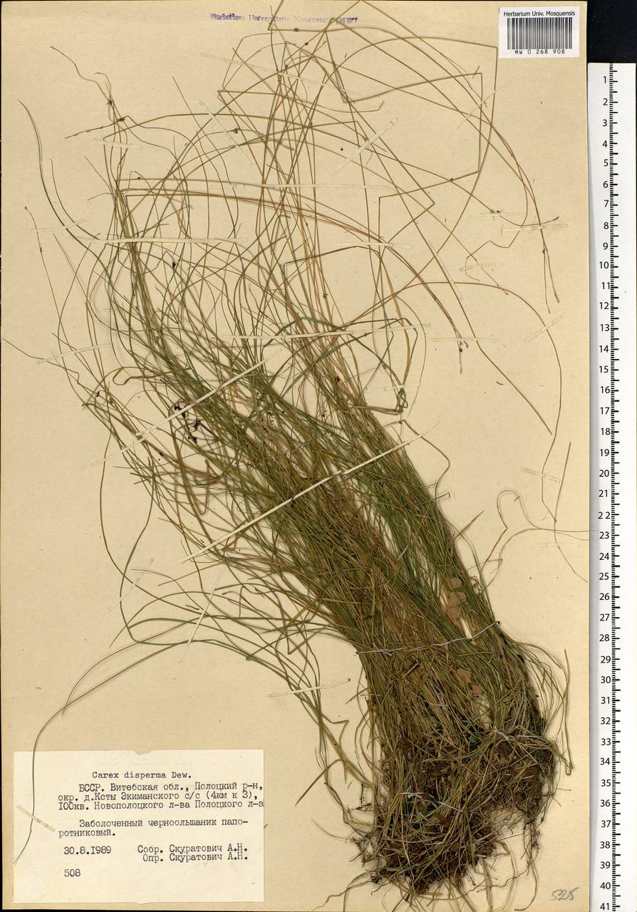 Carex disperma Dewey, Eastern Europe, Belarus (E3a) (Belarus)