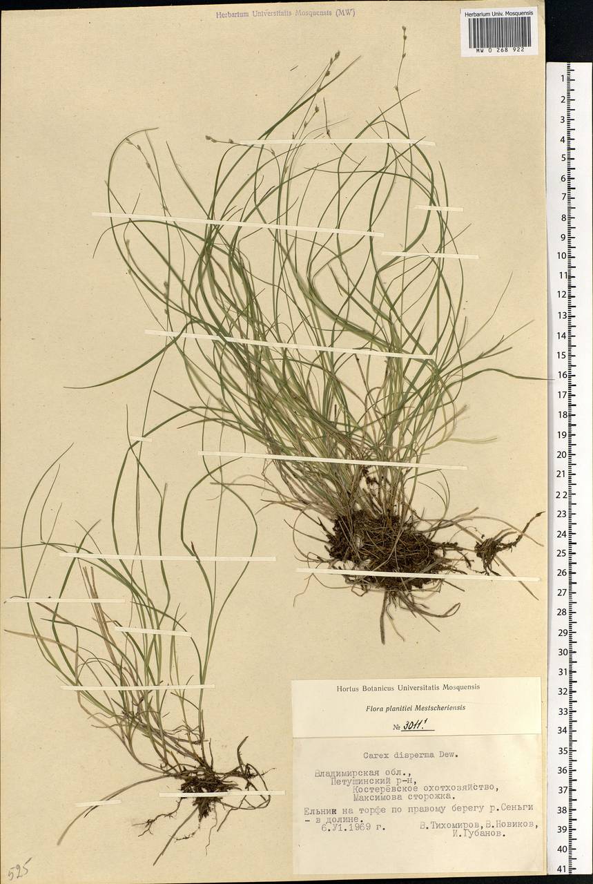 Carex disperma Dewey, Eastern Europe, Central region (E4) (Russia)