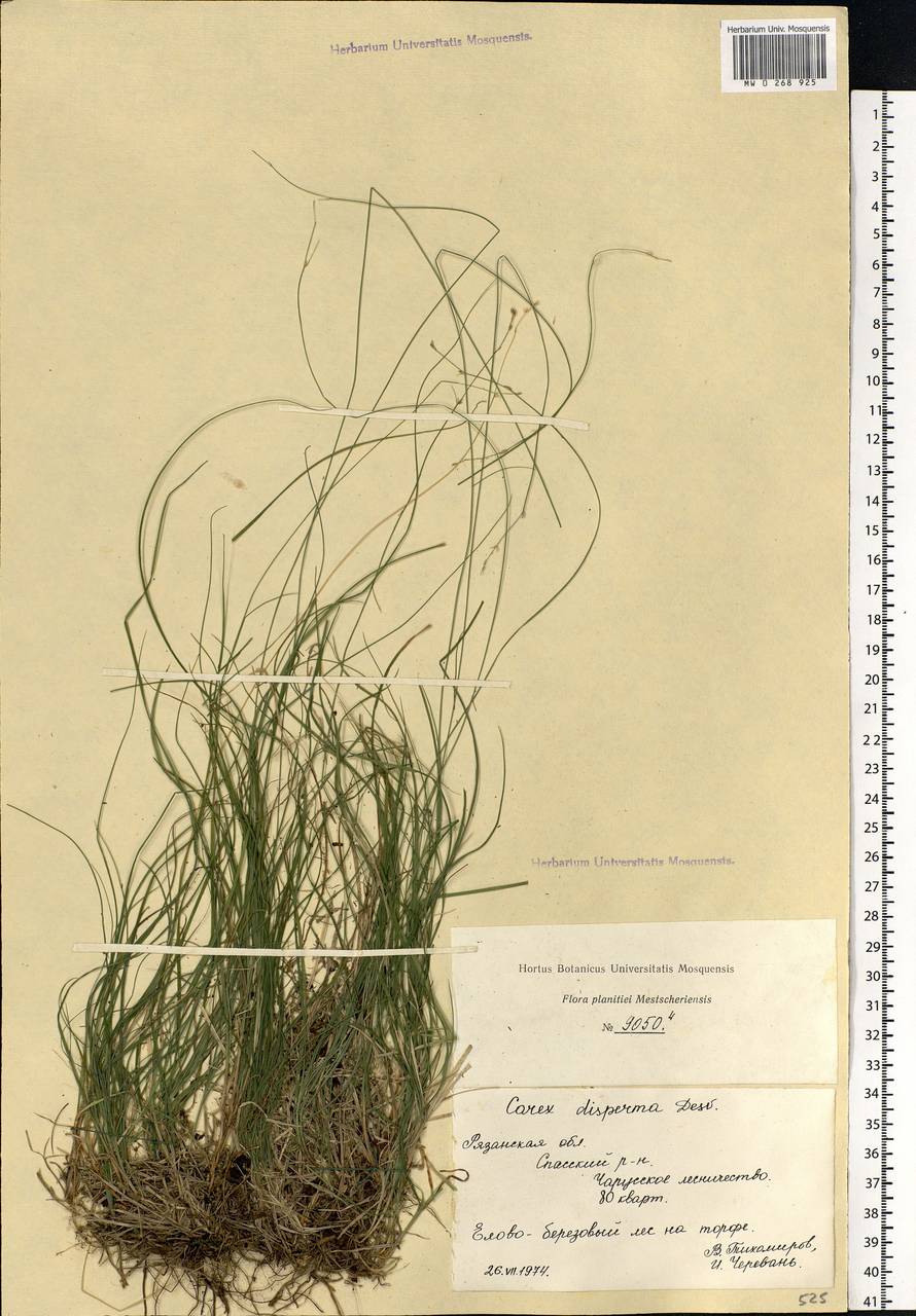 Carex disperma Dewey, Eastern Europe, Central region (E4) (Russia)