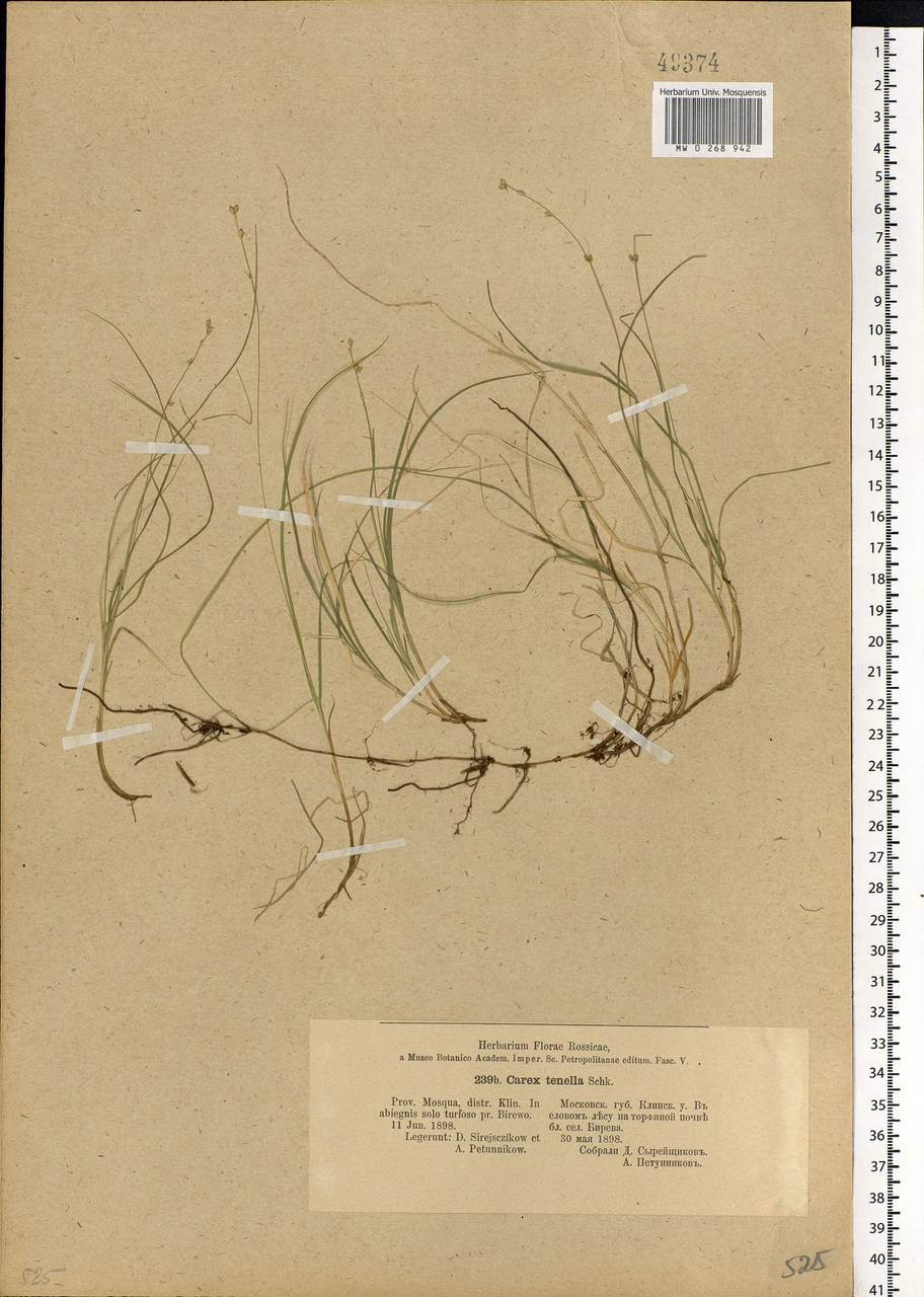 Carex disperma Dewey, Eastern Europe, Moscow region (E4a) (Russia)