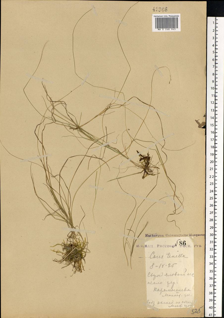 Carex disperma Dewey, Eastern Europe, Moscow region (E4a) (Russia)