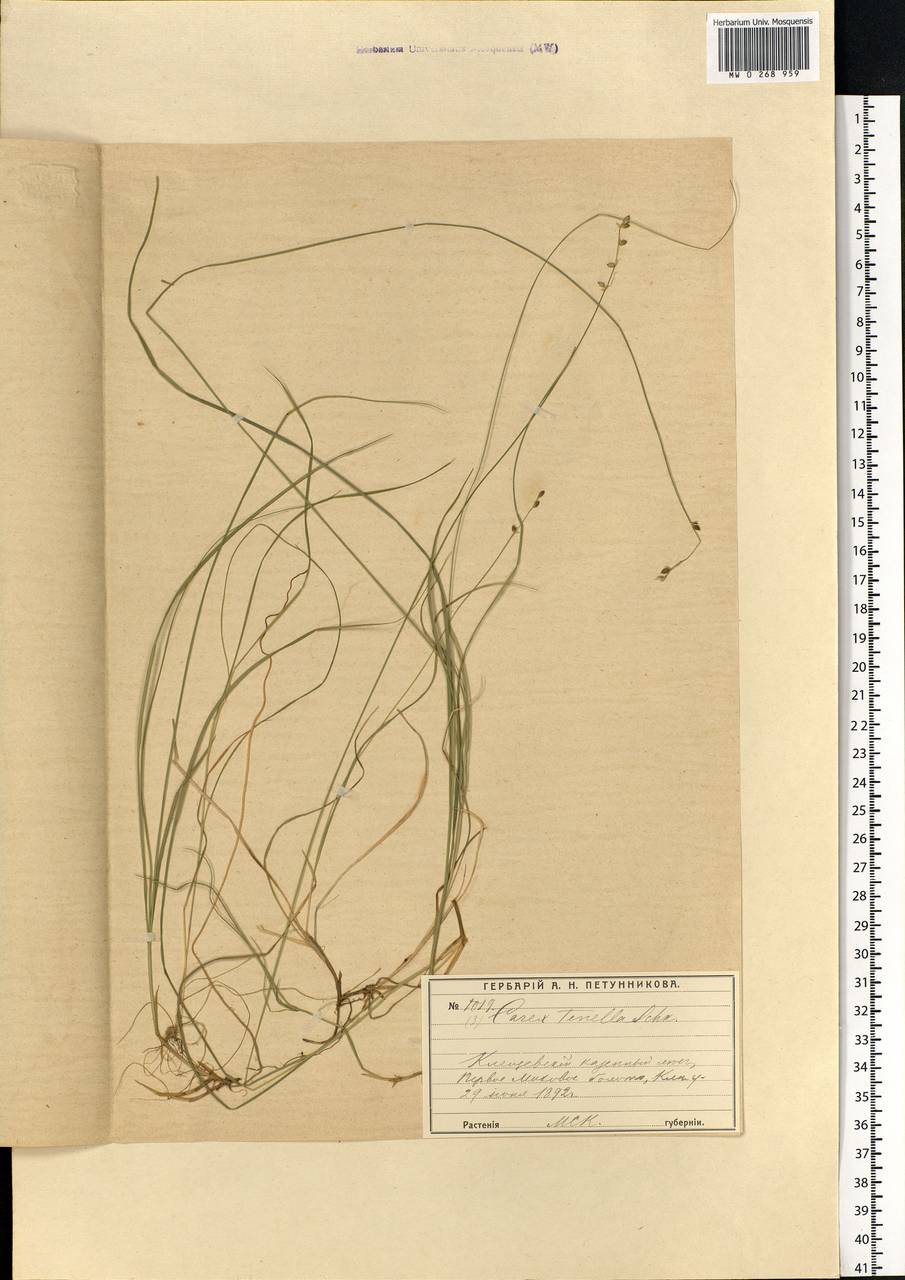 Carex disperma Dewey, Eastern Europe, Moscow region (E4a) (Russia)
