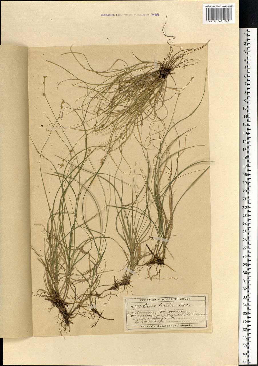 Carex disperma Dewey, Eastern Europe, Moscow region (E4a) (Russia)