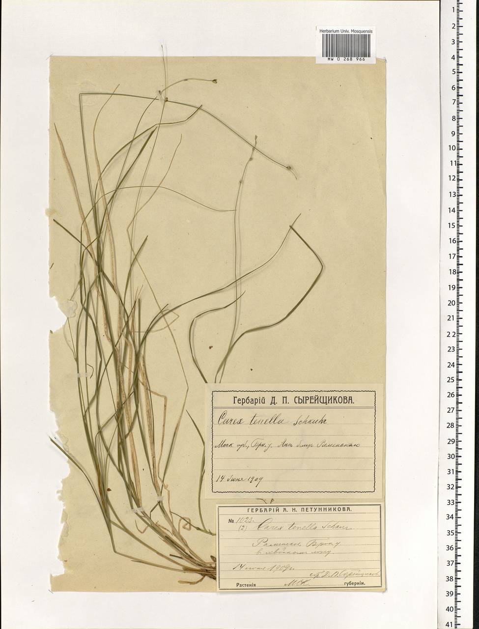 Carex disperma Dewey, Eastern Europe, Moscow region (E4a) (Russia)