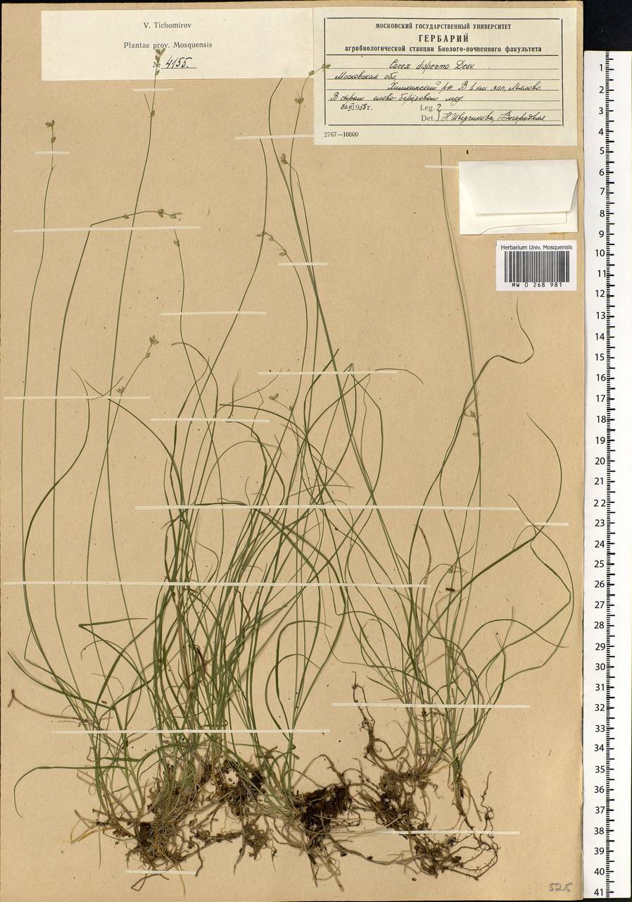 Carex disperma Dewey, Eastern Europe, Moscow region (E4a) (Russia)