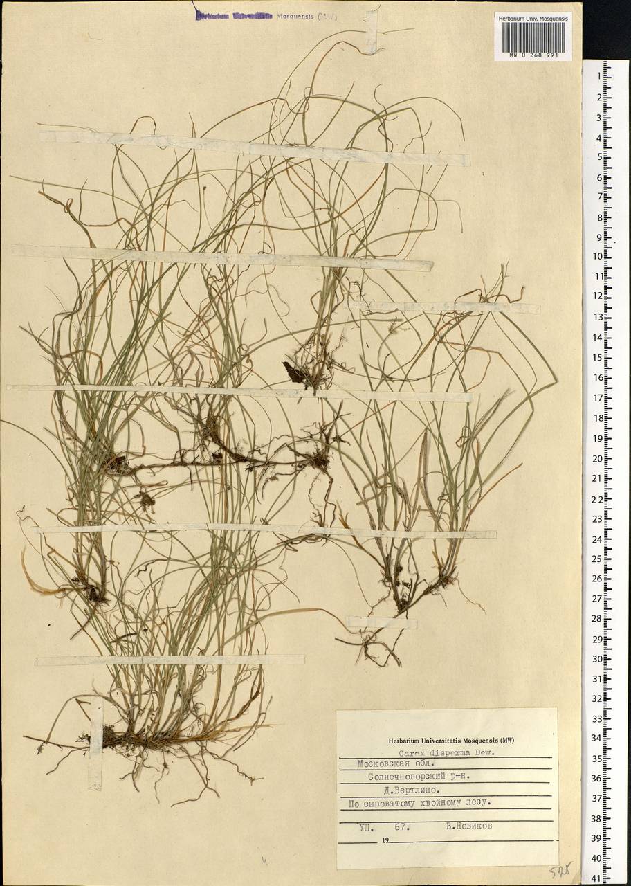 Carex disperma Dewey, Eastern Europe, Moscow region (E4a) (Russia)