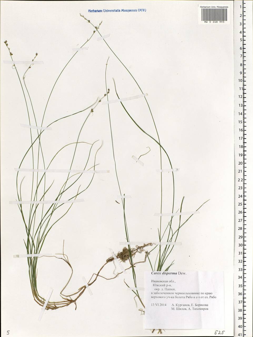 Carex disperma Dewey, Eastern Europe, Central forest region (E5) (Russia)