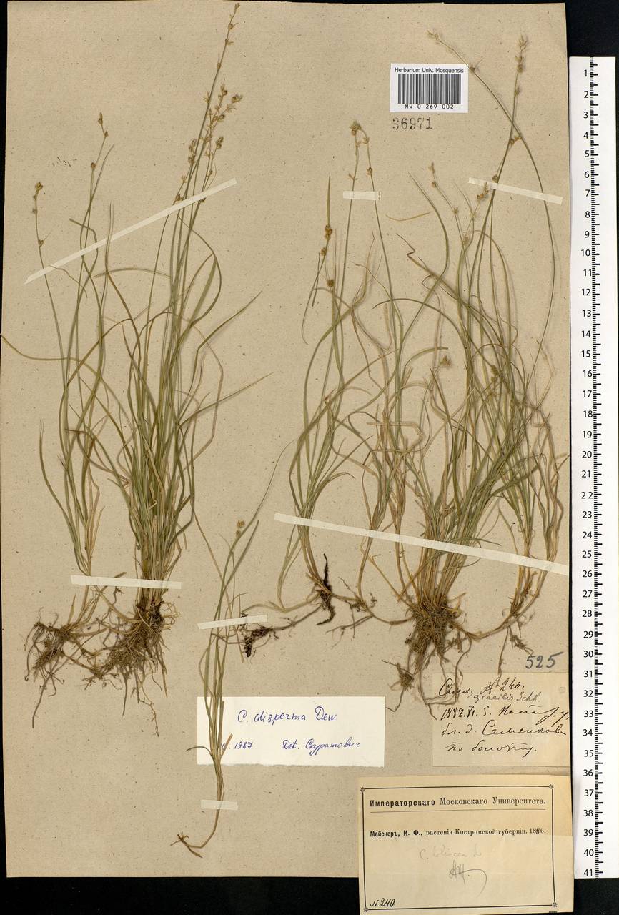 Carex disperma Dewey, Eastern Europe, Central forest region (E5) (Russia)