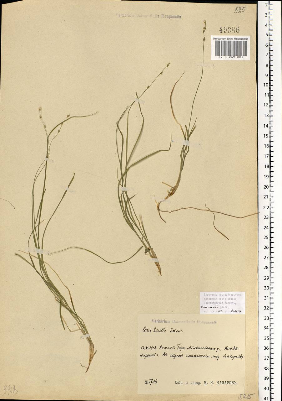 Carex disperma Dewey, Eastern Europe, Volga-Kama region (E7) (Russia)