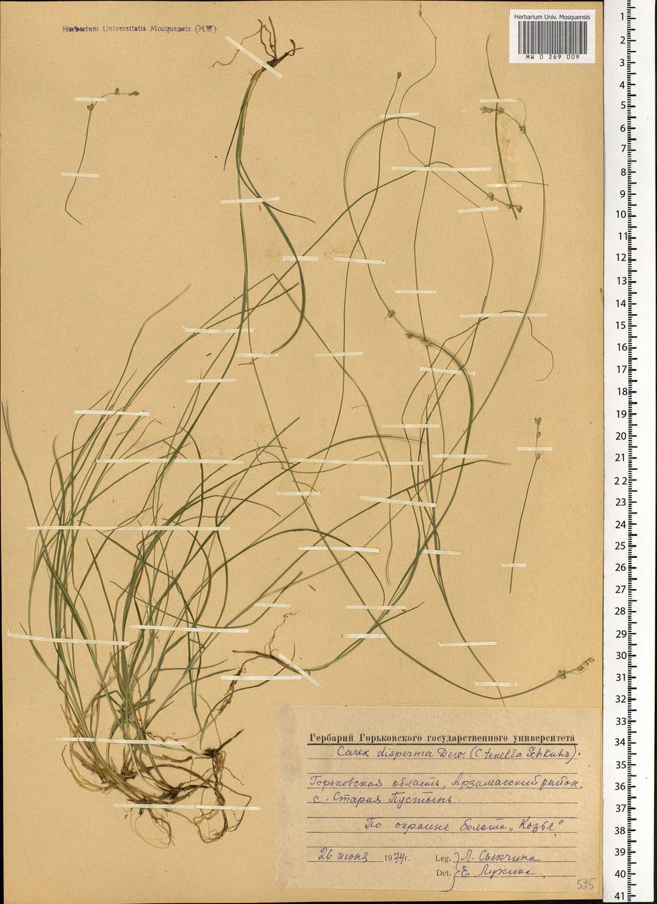 Carex disperma Dewey, Eastern Europe, Volga-Kama region (E7) (Russia)