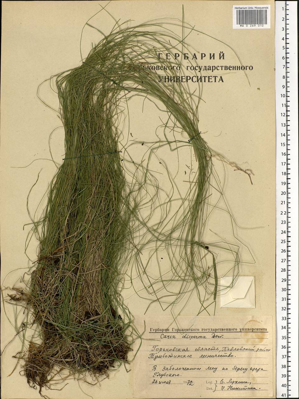 Carex disperma Dewey, Eastern Europe, Volga-Kama region (E7) (Russia)