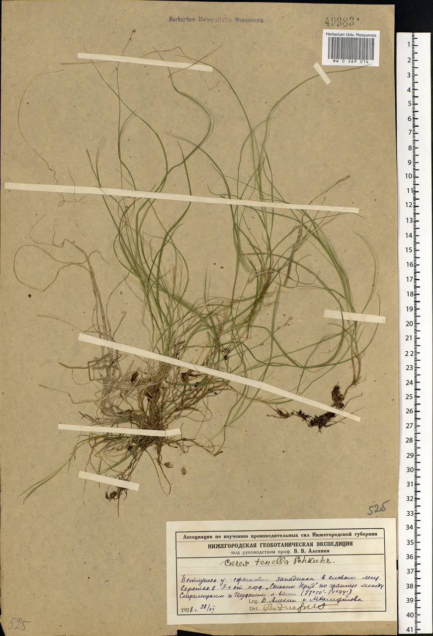 Carex disperma Dewey, Eastern Europe, Volga-Kama region (E7) (Russia)