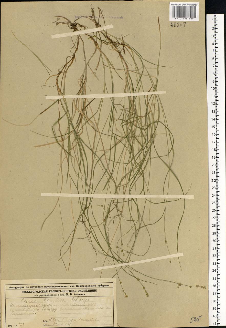 Carex disperma Dewey, Eastern Europe, Volga-Kama region (E7) (Russia)