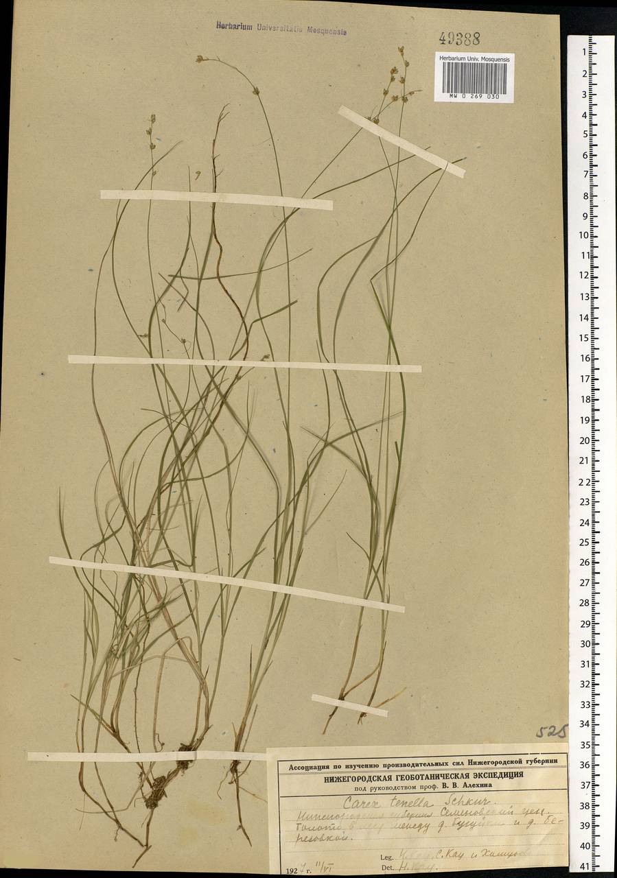 Carex disperma Dewey, Eastern Europe, Volga-Kama region (E7) (Russia)