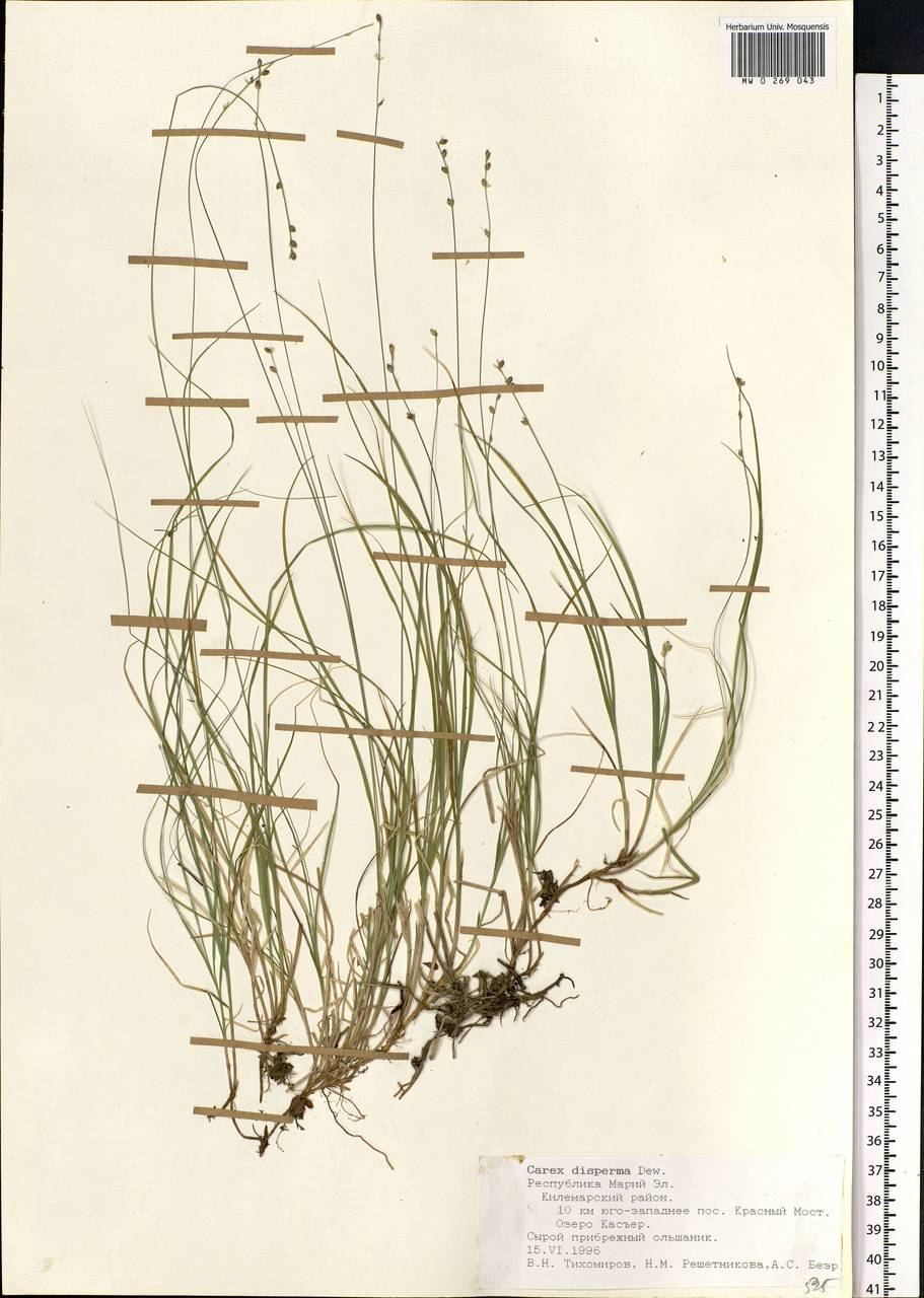 Carex disperma Dewey, Eastern Europe, Middle Volga region (E8) (Russia)