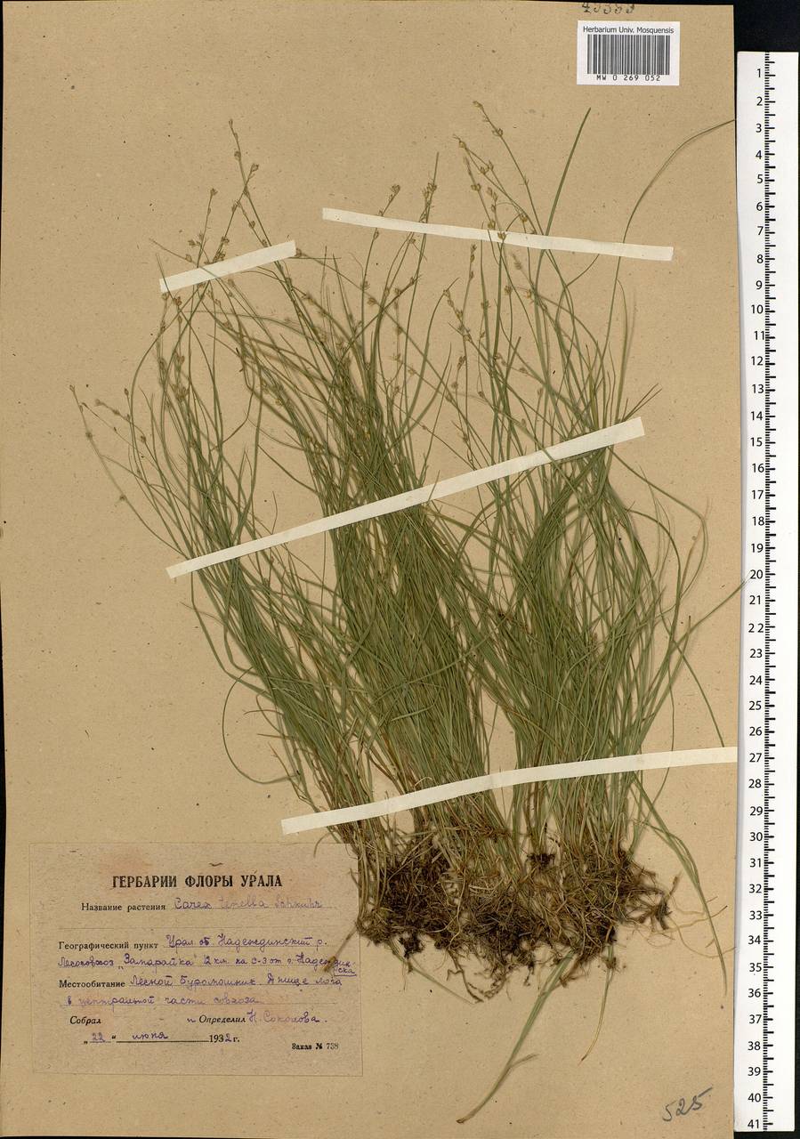 Carex disperma Dewey, Eastern Europe, Eastern region (E10) (Russia)