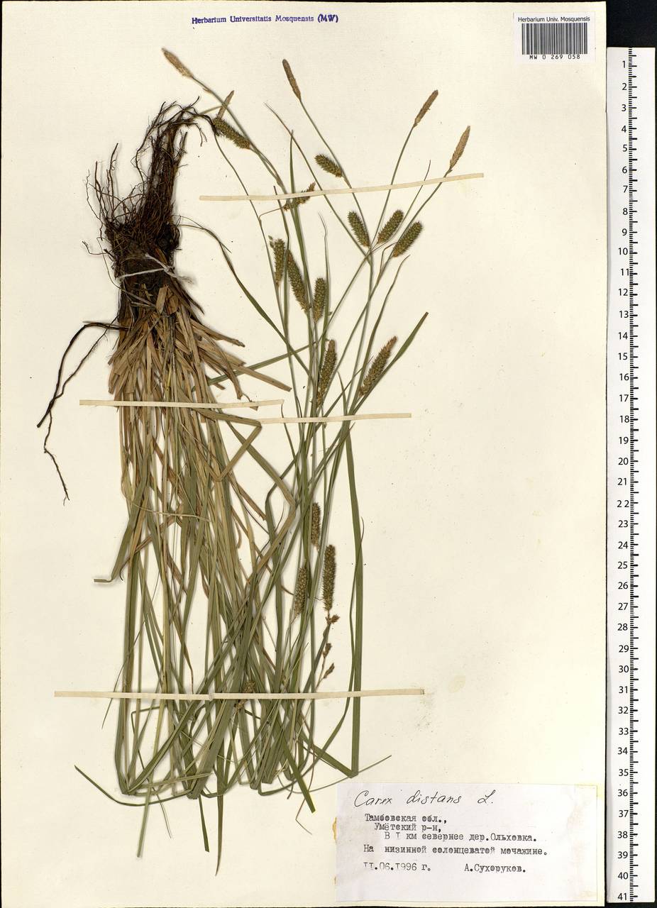 Carex distans L., Eastern Europe, Central forest-and-steppe region (E6) (Russia)