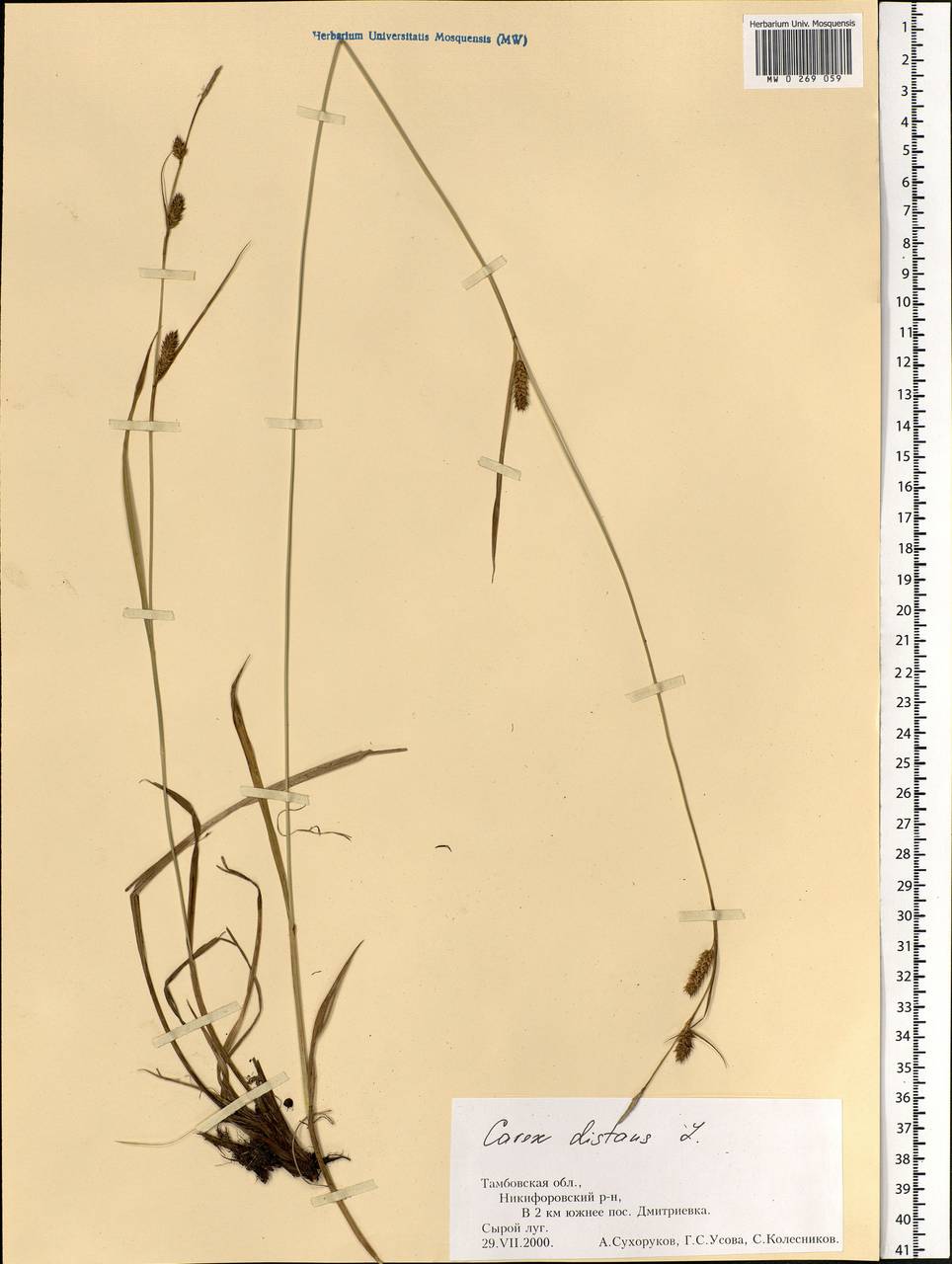 Carex distans L., Eastern Europe, Central forest-and-steppe region (E6) (Russia)