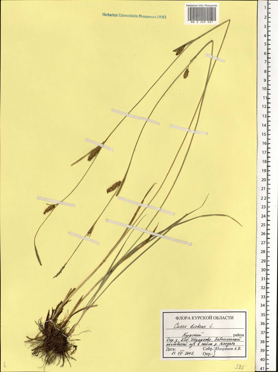 Carex distans L., Eastern Europe, Central forest-and-steppe region (E6) (Russia)