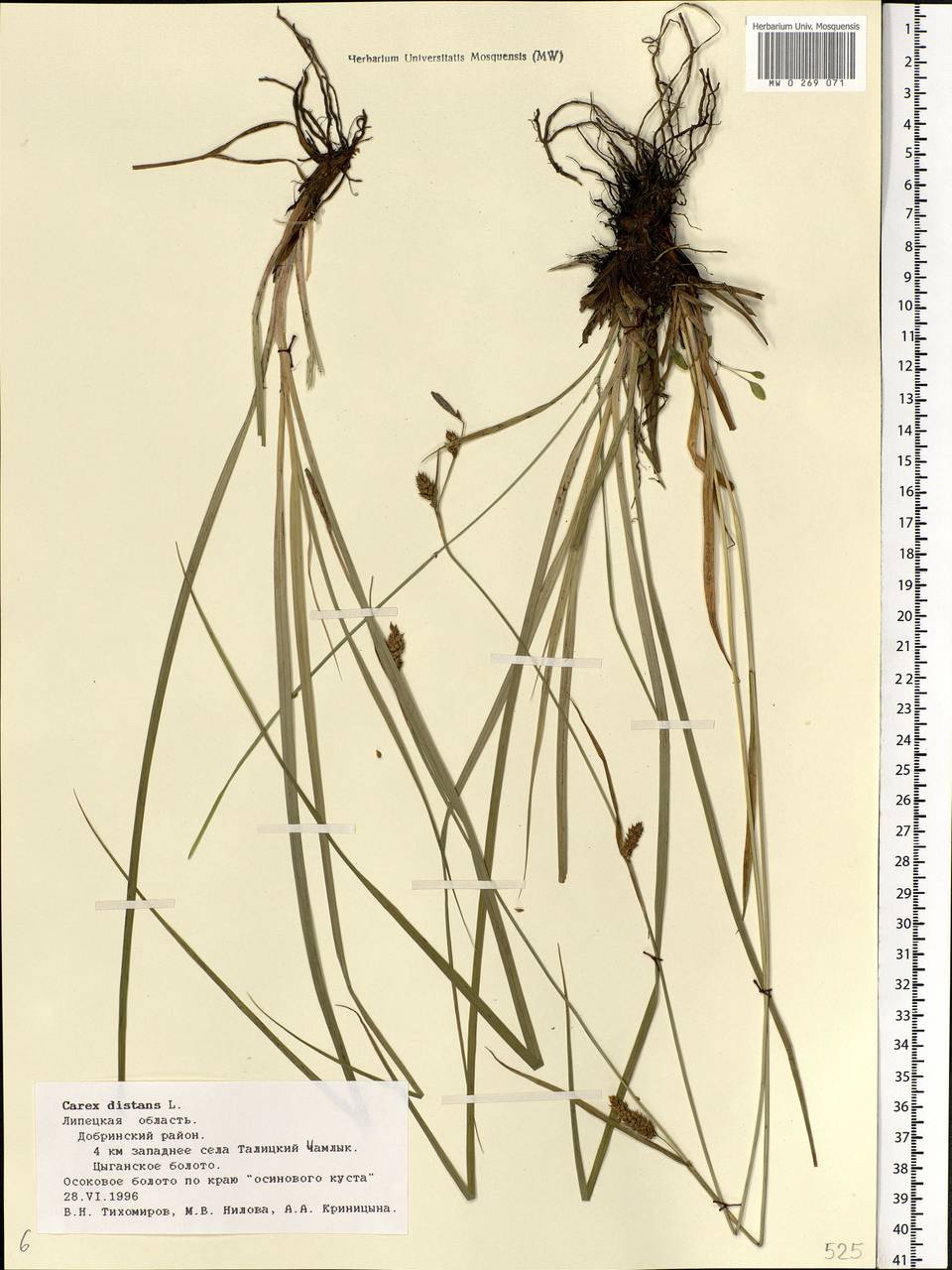 Carex distans L., Eastern Europe, Central forest-and-steppe region (E6) (Russia)