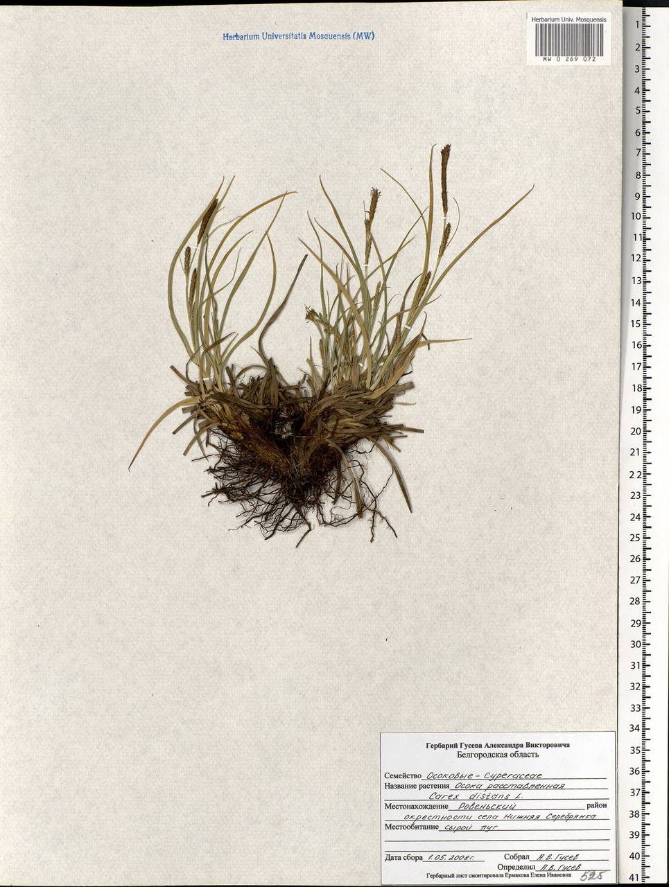 Carex distans L., Eastern Europe, Central forest-and-steppe region (E6) (Russia)