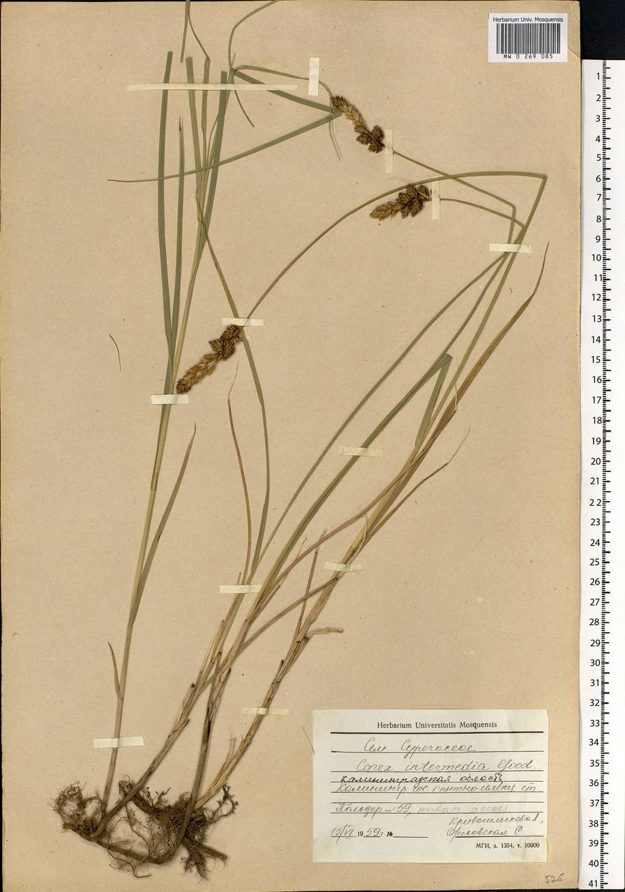 Carex disticha Huds., Eastern Europe, North-Western region (E2) (Russia)