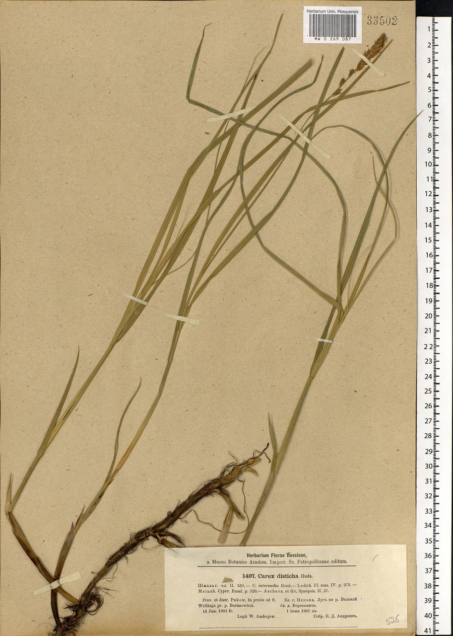 Carex disticha Huds., Eastern Europe, North-Western region (E2) (Russia)