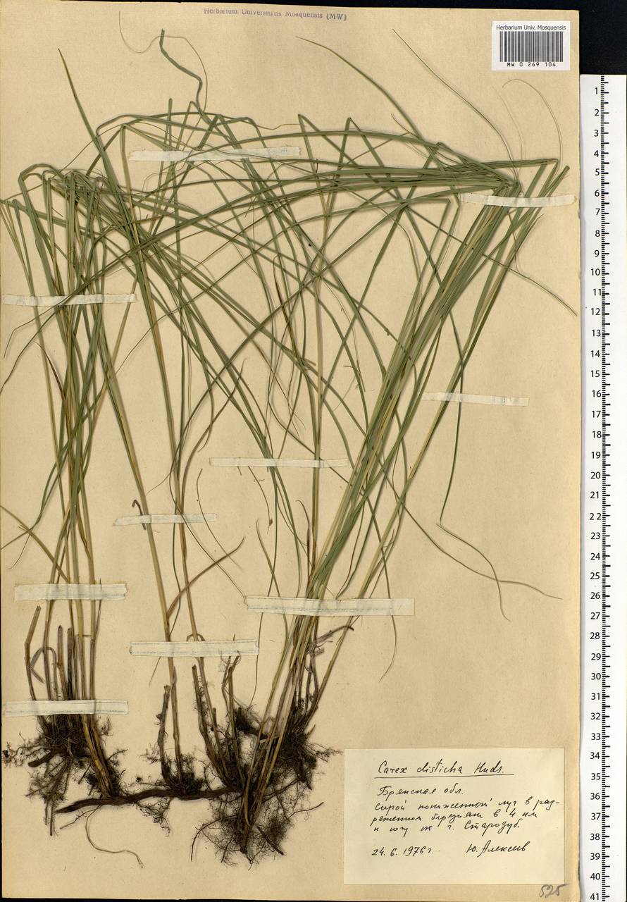 Carex disticha Huds., Eastern Europe, Western region (E3) (Russia)