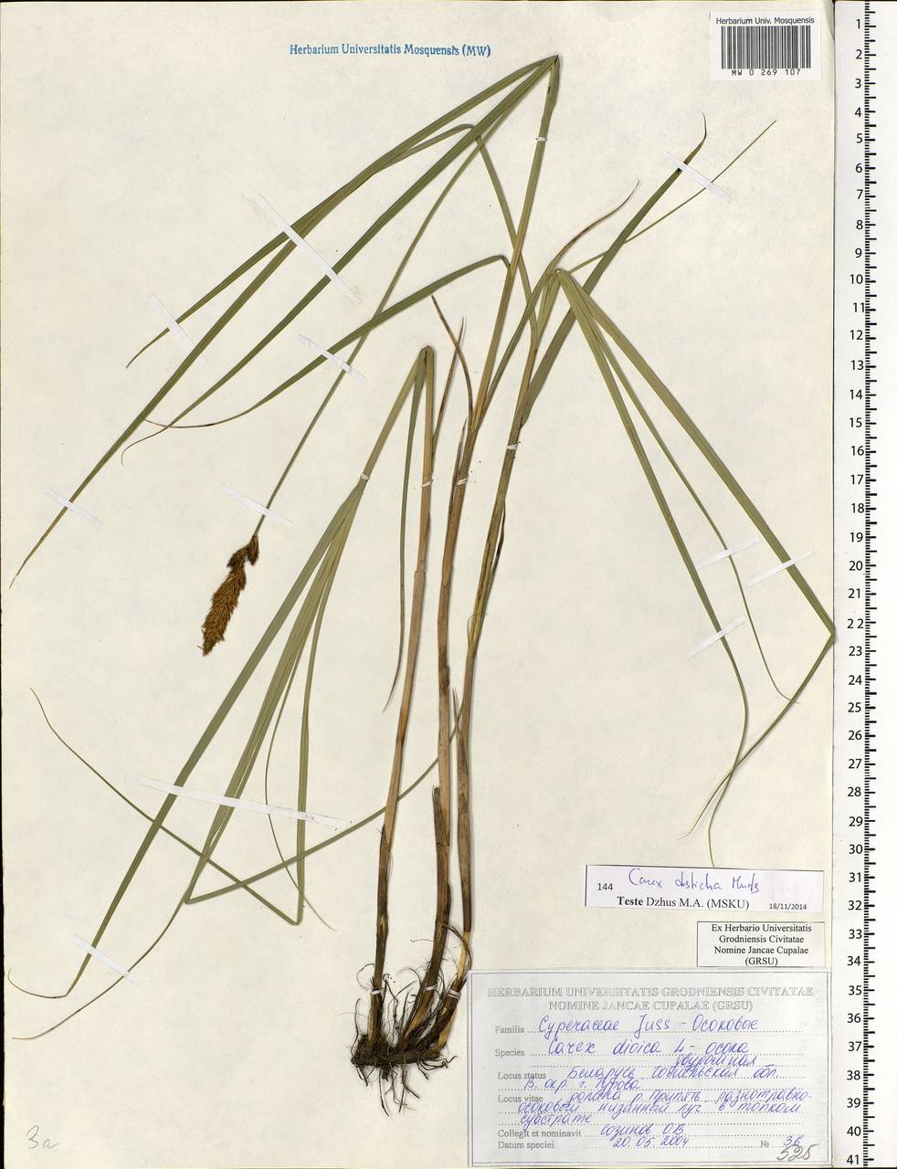 Carex disticha Huds., Eastern Europe, Belarus (E3a) (Belarus)