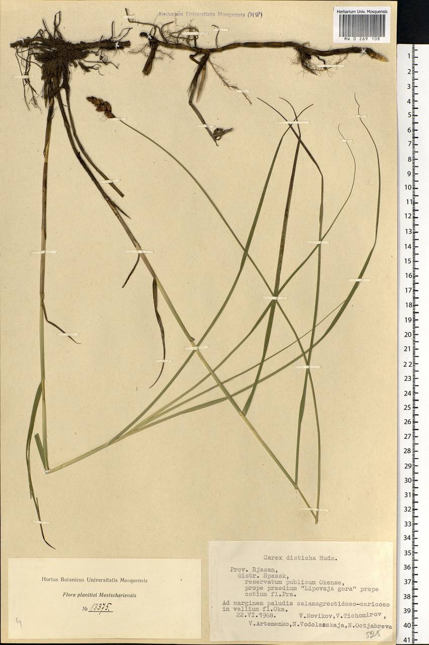 Carex disticha Huds., Eastern Europe, Central region (E4) (Russia)