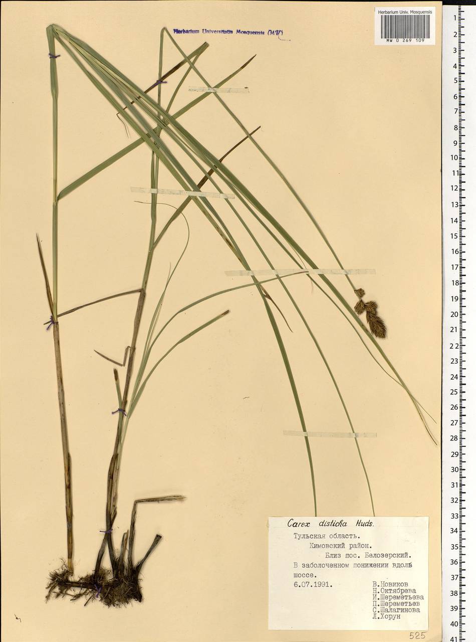 Carex disticha Huds., Eastern Europe, Central region (E4) (Russia)