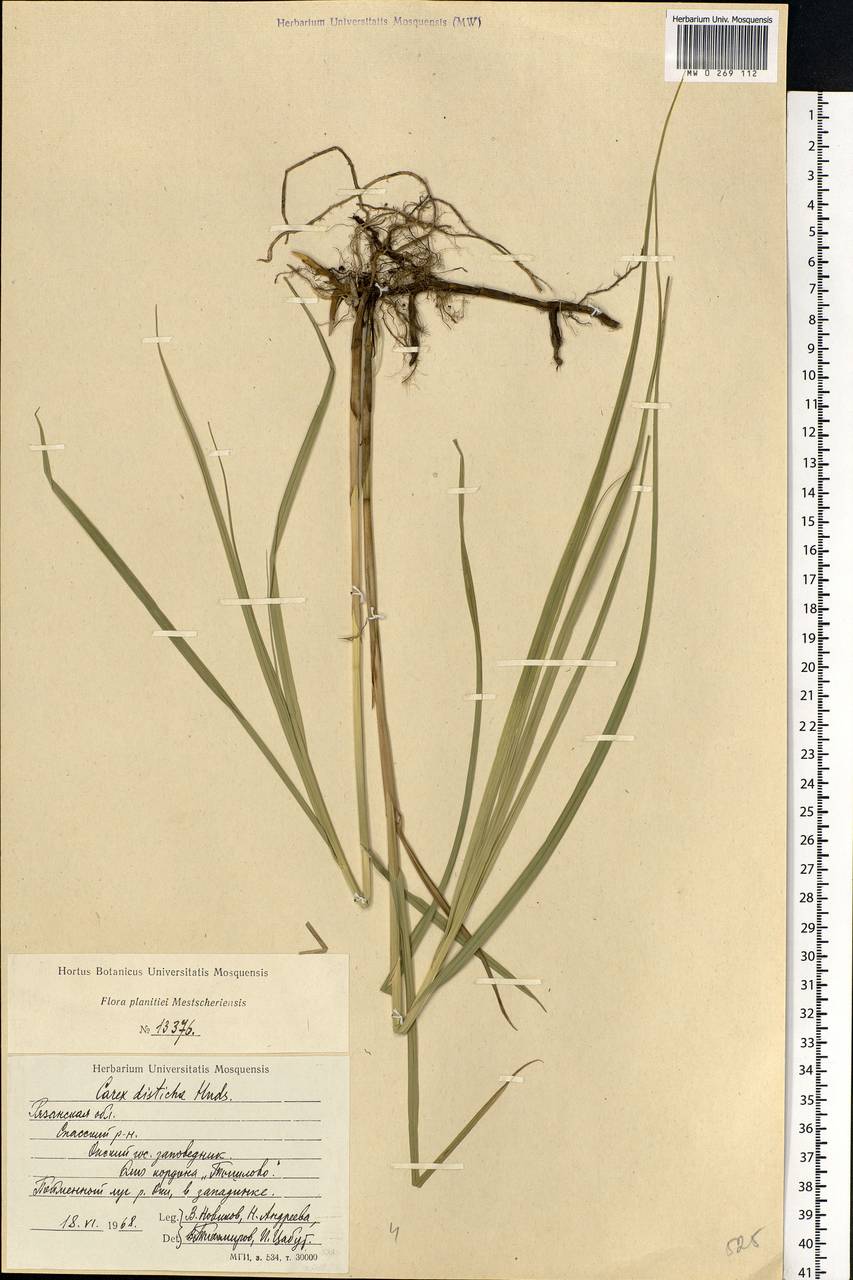 Carex disticha Huds., Eastern Europe, Central region (E4) (Russia)