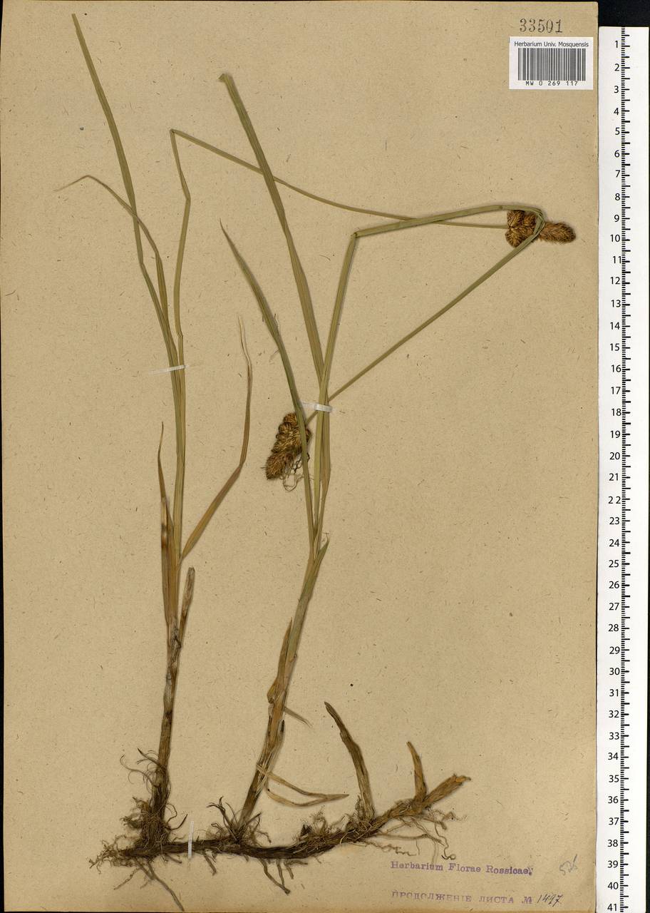Carex disticha Huds., Eastern Europe, North-Western region (E2) (Russia)