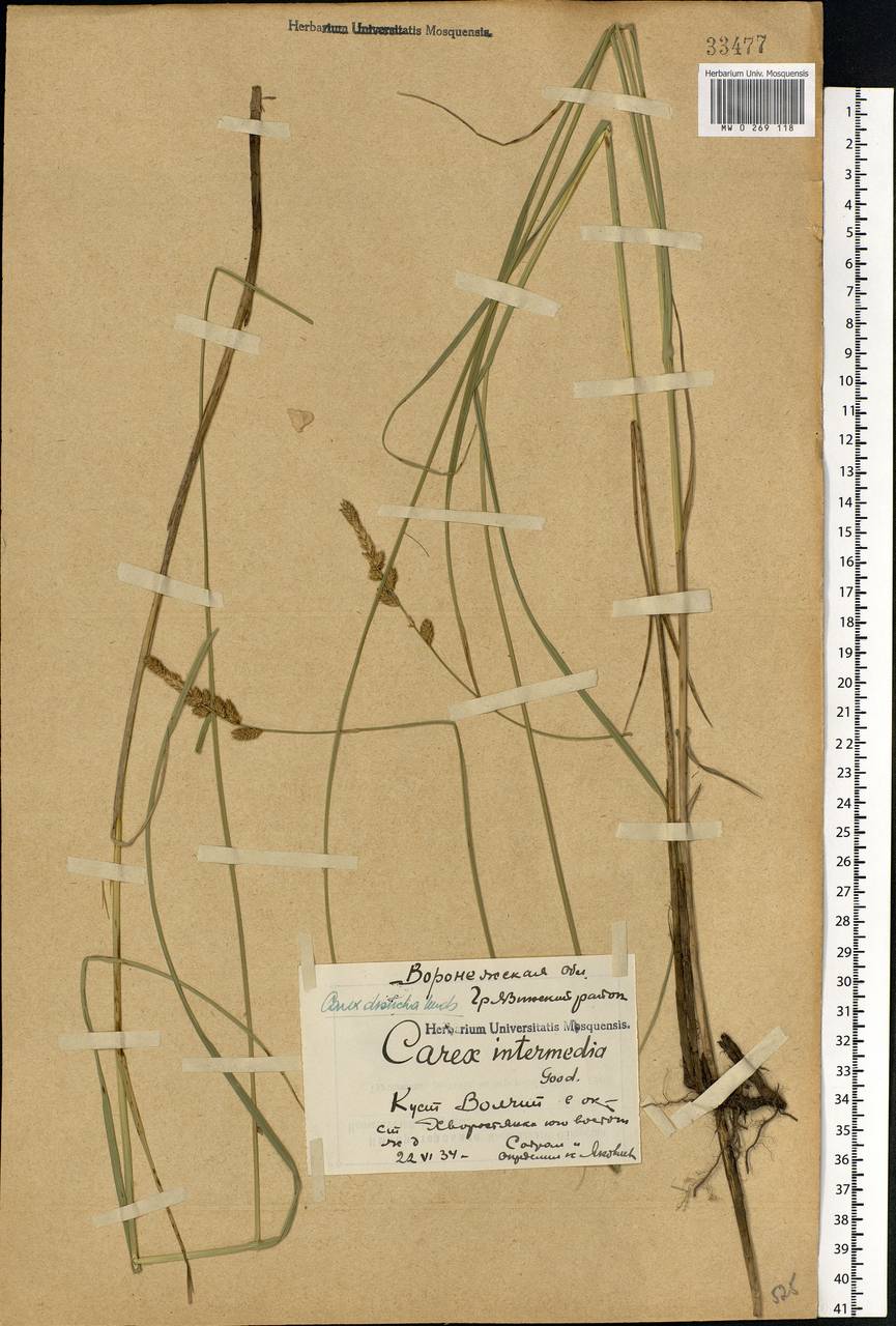 Carex disticha Huds., Eastern Europe, Central forest-and-steppe region (E6) (Russia)