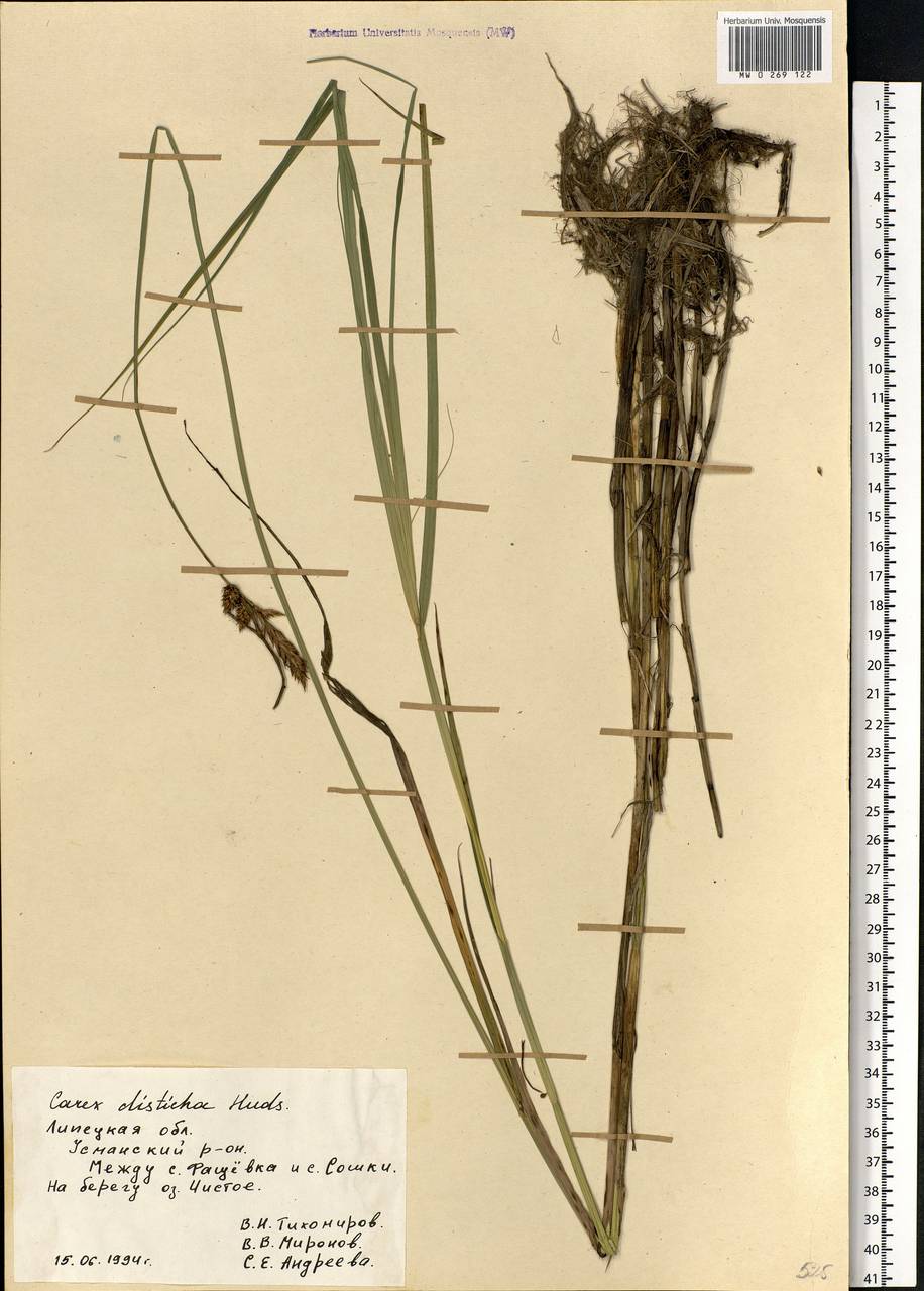 Carex disticha Huds., Eastern Europe, Central forest-and-steppe region (E6) (Russia)