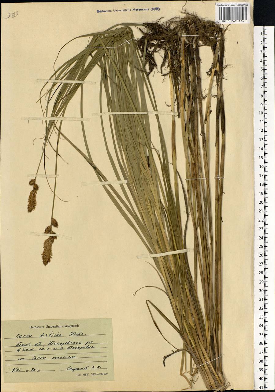 Carex disticha Huds., Eastern Europe, Central forest-and-steppe region (E6) (Russia)