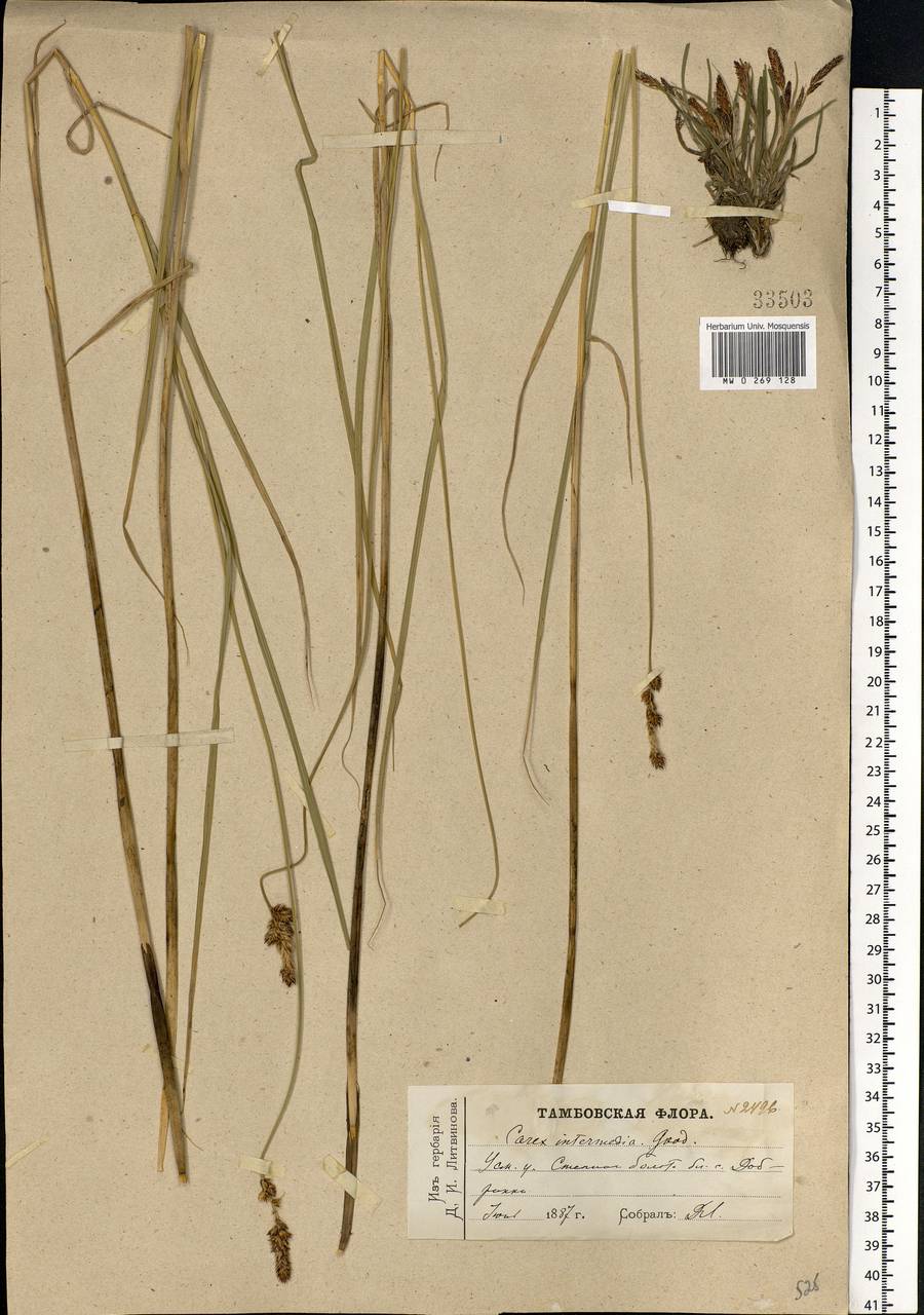 Carex disticha Huds., Eastern Europe, Central forest-and-steppe region (E6) (Russia)