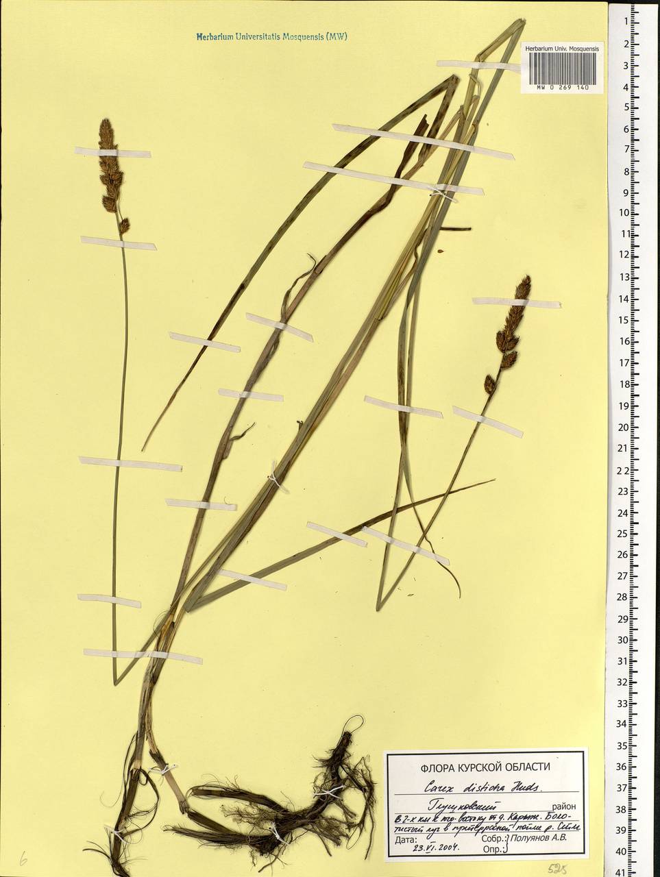 Carex disticha Huds., Eastern Europe, Central forest-and-steppe region (E6) (Russia)