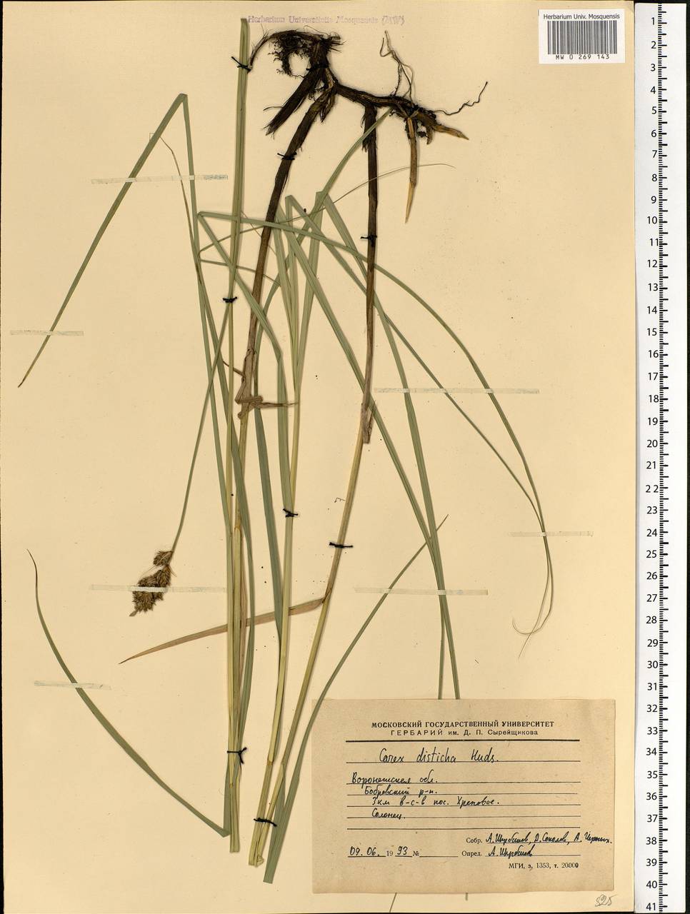 Carex disticha Huds., Eastern Europe, Central forest-and-steppe region (E6) (Russia)