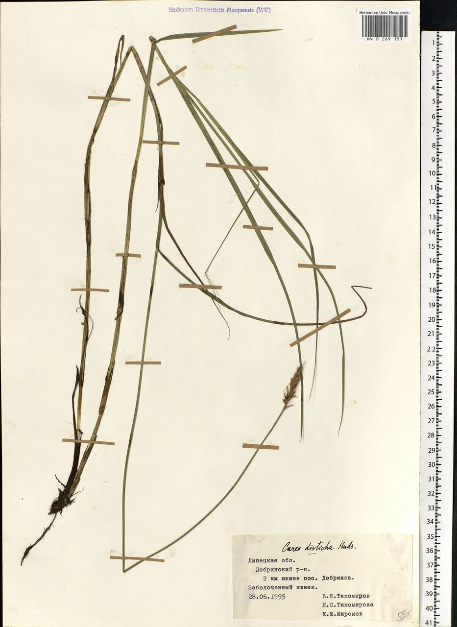 Carex disticha Huds., Eastern Europe, Central forest-and-steppe region (E6) (Russia)