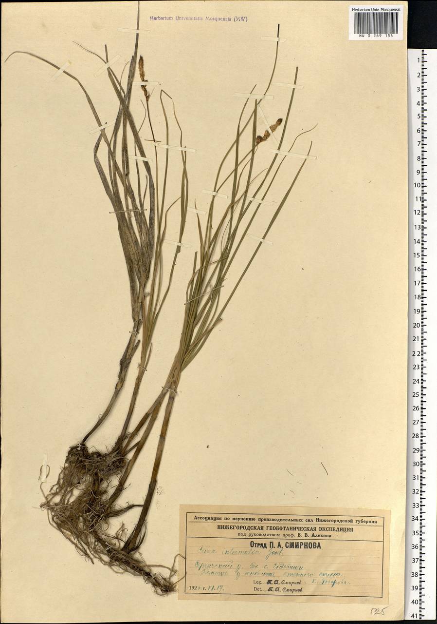 Carex disticha Huds., Eastern Europe, Volga-Kama region (E7) (Russia)