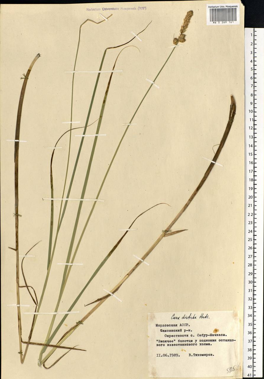 Carex disticha Huds., Eastern Europe, Middle Volga region (E8) (Russia)