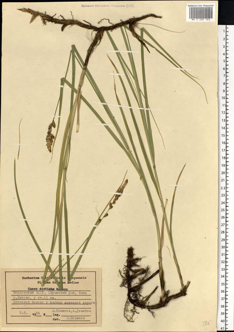 Carex disticha Huds., Eastern Europe, Middle Volga region (E8) (Russia)