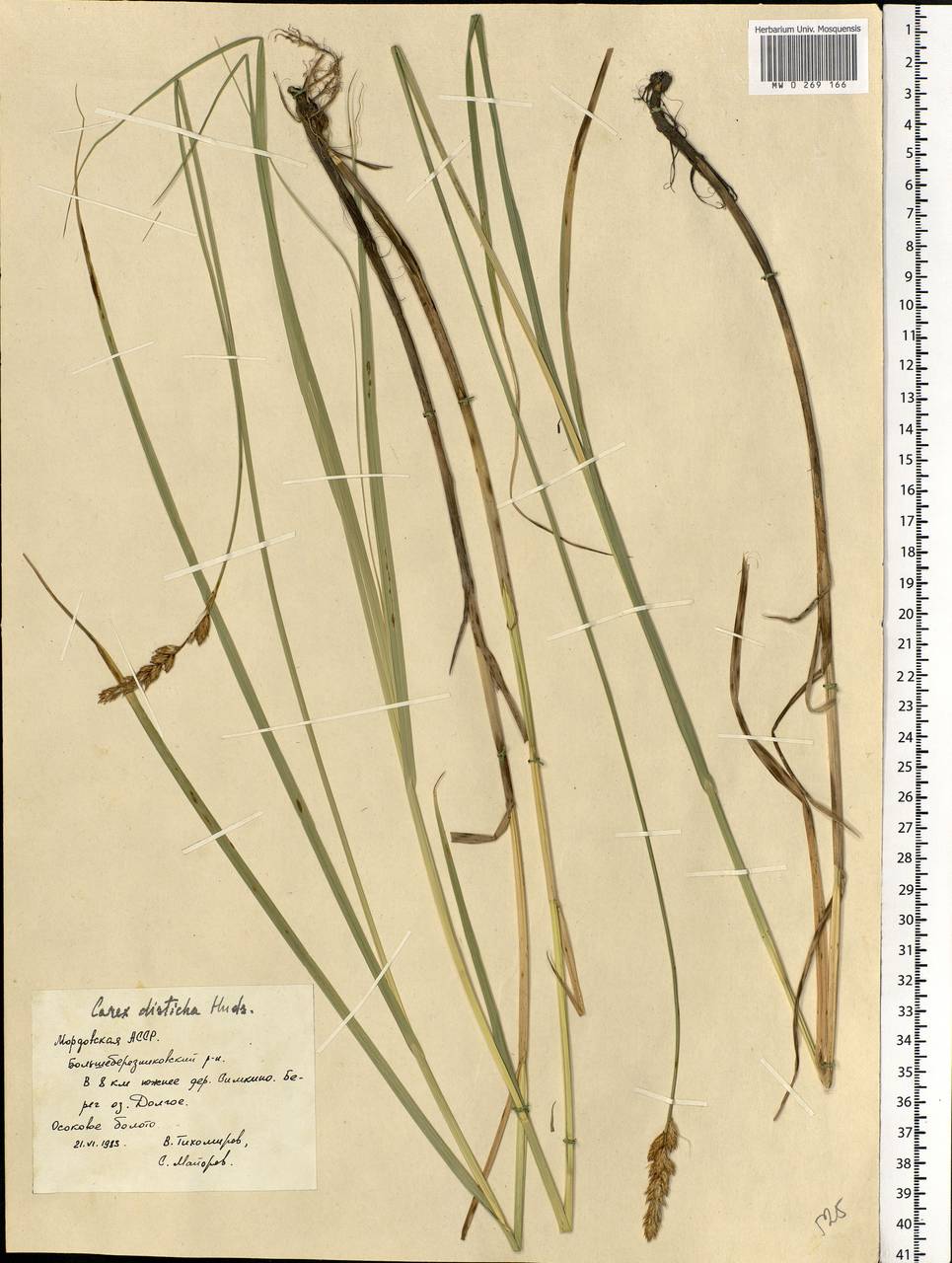 Carex disticha Huds., Eastern Europe, Middle Volga region (E8) (Russia)