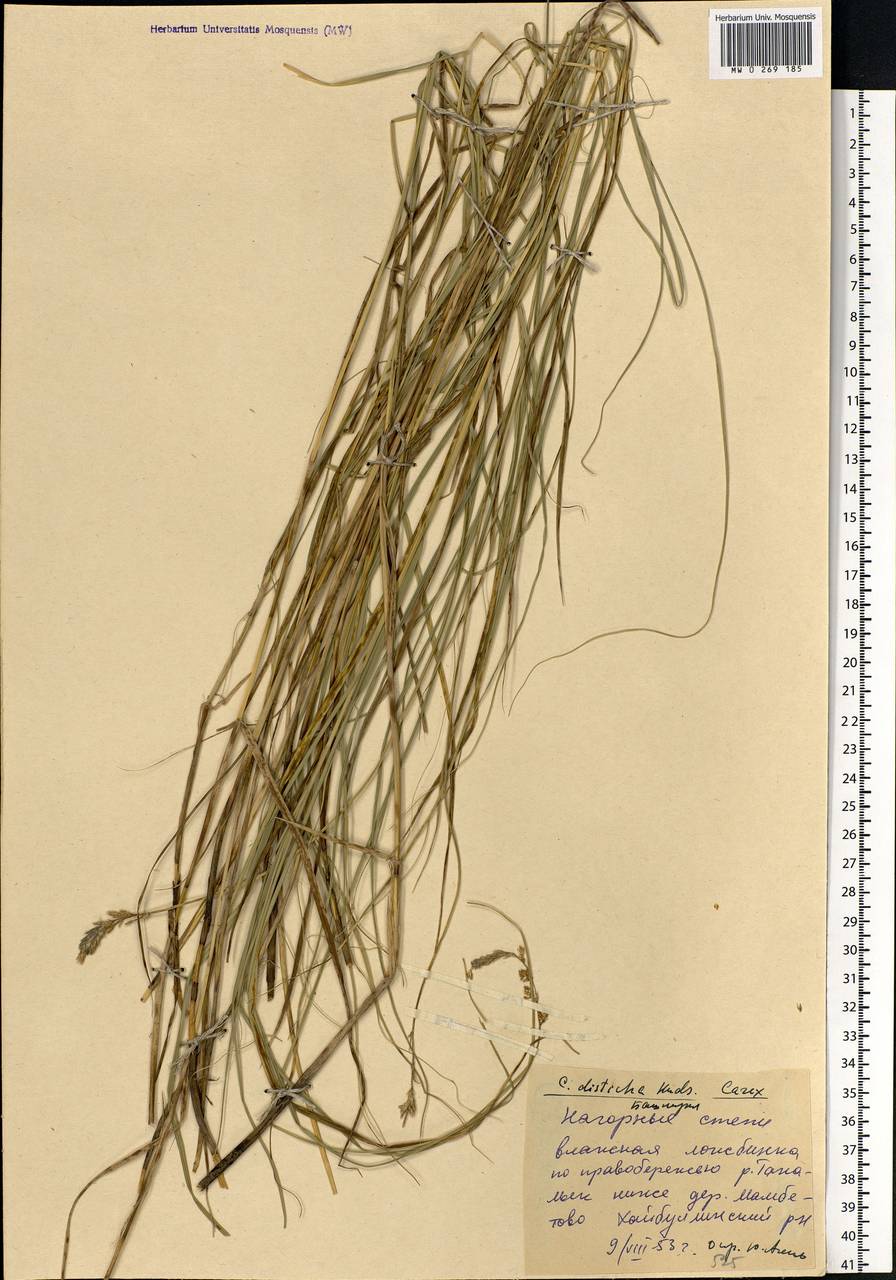 Carex disticha Huds., Eastern Europe, Eastern region (E10) (Russia)