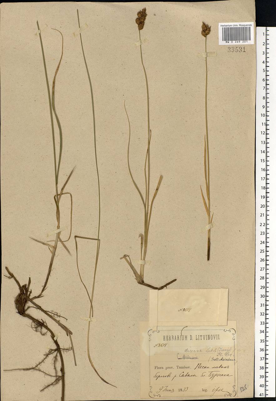 Carex divisa Huds., Eastern Europe, Central forest-and-steppe region (E6) (Russia)