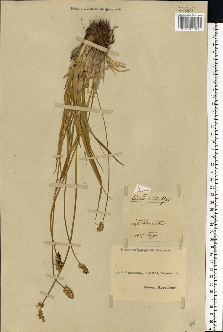 Carex divulsa Stokes, Eastern Europe, South Ukrainian region (E12) (Ukraine)