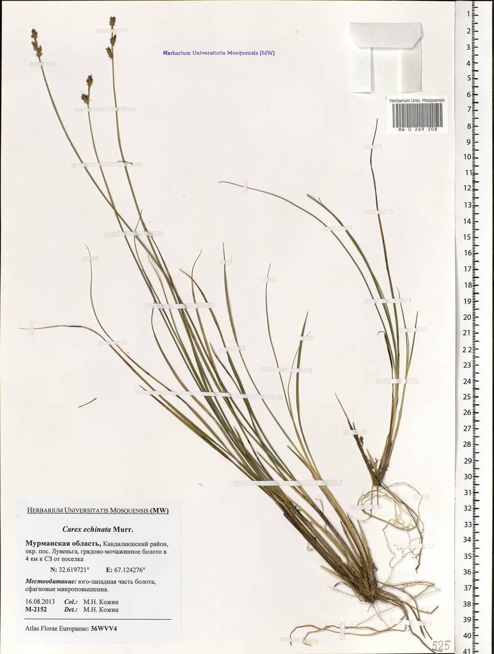 Carex echinata Murray, Eastern Europe, Northern region (E1) (Russia)
