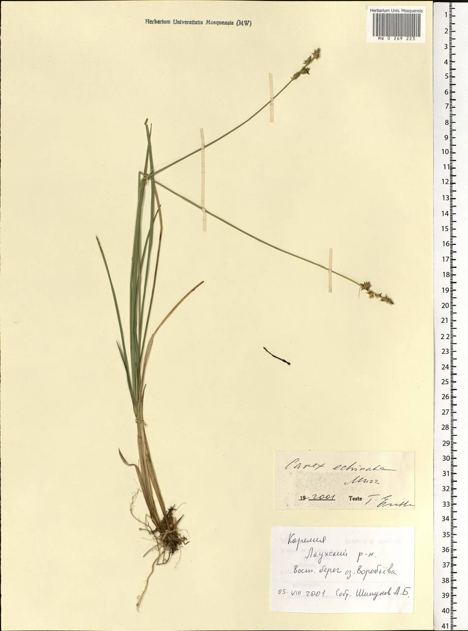 Carex echinata Murray, Eastern Europe, Northern region (E1) (Russia)
